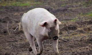 科学养猪新方法 如何科学养猪