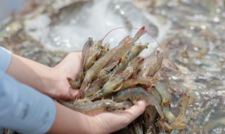 虾怎么炒好吃,家常菜 炒虾的烹饪方法