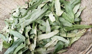 七星草的食用禁忌 七星草的食用禁忌是什么