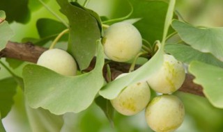 新鲜白果冰箱保存方法 新鲜白果如何保存