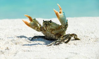 六月黄和大闸蟹区别有哪些 六月黄和大闸蟹区别是什么