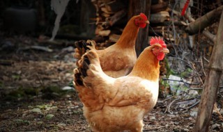 养殖鸡的技术和方法 养鸡方法技术总结