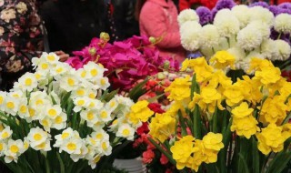 广州的花市有哪些花 广州花市常见的有什么花