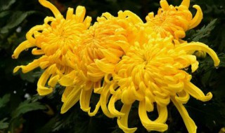 古诗菊花拼音版 古诗菊花原文及译文