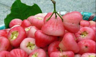 莲雾常温保存多久 莲雾常温保存时间简述