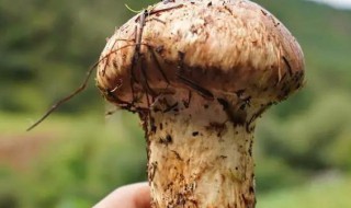 松茸怎么存放 储存松茸的步骤