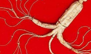 矷山参是啥 矷山参介绍