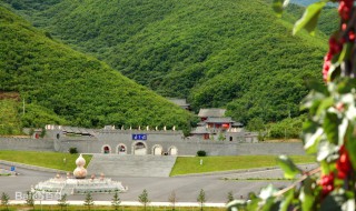 大梨树在哪个城市 大梨树介绍