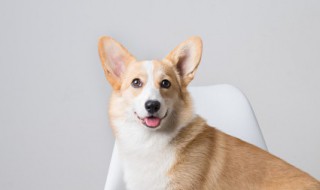 一诺千金打一动物 一诺千金打一动物是什么