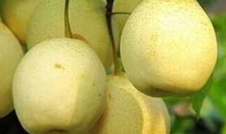 梨的储藏方法 梨如何储藏
