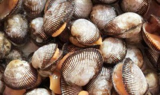 新鲜毛蚶怎么存放 如何保存新鲜毛蚶