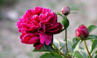 芍药花怎么保鲜 保存芍药花的方法介绍