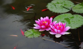 睡莲怎么保鲜 保存睡莲的方法介绍