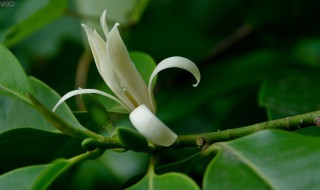 白兰花怎么保鲜 保存白兰花的方法介绍