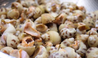 尖椒花螺的做法 怎么做尖椒花螺