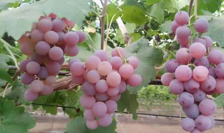 丛林玫瑰的栽培方法 丛林玫瑰怎么栽培