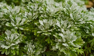 芙蓉菊的养殖方法 芙蓉菊如何养殖