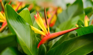 天堂鸟花的养殖方法 天堂鸟花如何养殖