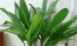 一叶兰的养殖方法 一叶兰如何养殖