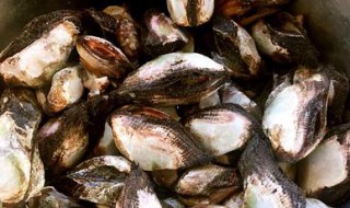 食用贻贝的注意事项 食用贻贝禁忌