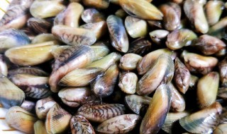 薄壳的营养价值 薄壳的简单介绍