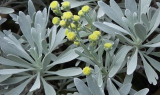 芙蓉菊在家居中的作用 芙蓉菊在家居中的作用是什么