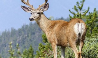 林深时见鹿海蓝时见鲸什么意思 林深时见鹿海蓝时见鲸出处