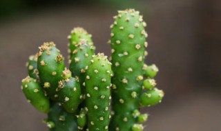 姬珊瑚在家居中的作用 姬珊瑚的用途