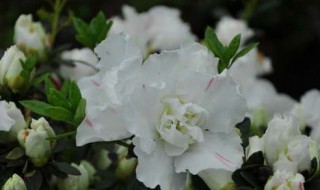 花中西施是什么花 花中西施的简介