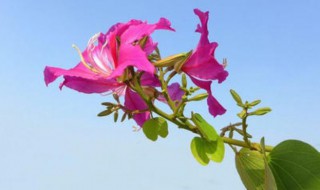 羊蹄甲盆景养殖技巧 羊蹄甲如何养殖