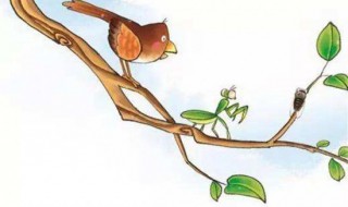 螳螂捕蝉黄雀在后的意思是什么 螳螂捕蝉黄雀在后的释义