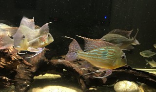 黑尾大勾鱼饲养方法 黑尾大勾鱼饲养方法介绍