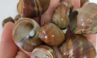 食用油螺的注意事项 油螺的禁忌