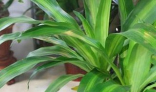 巴西木在家居中的作用 巴西木在家居中的作用简述