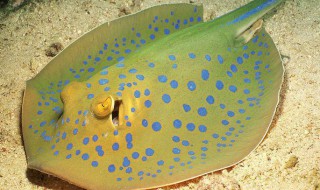 鳐鱼的营养价值 鳐鱼简单介绍