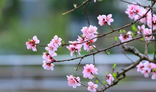 广东人过年摆桃花是为什么 广州人过年为什么要放桃花