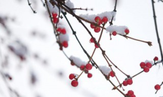 第一场雪来的说说（第一场雪的说说）