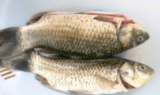 鲫鱼的内脏怎么处理（鲫鱼去除内脏和鱼鳃的小窍门）