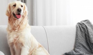 牧羊犬怎样训练（牧羊犬怎样训练视频）