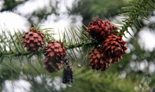 松子怎么种植方法 松子怎么种植技术