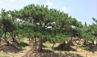 松树怎么种植方法(松树盆景怎么种植)