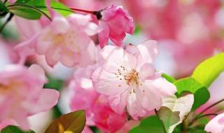 海棠树怎么种植方法(海棠树怎么栽)