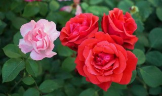 月季种植方法 龙沙宝石月季种植方法