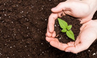 樱花种子种植方法 樱花种子种植方法视频