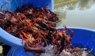 鱼缸里养小龙虾方法（鱼缸里养小龙虾方法是浑水还是清水）