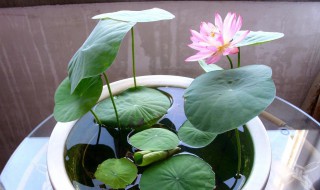 水培碗莲的种植方法 水培碗莲的种植方法视频