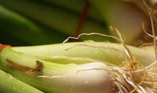 水培葱的方法（水培葱的方法步骤）