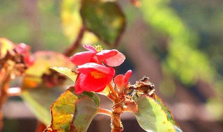 海棠的养殖方法（玻璃海棠的养殖方法）