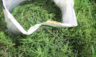 蓬菜的种植方法 蓬花菜的种植方法和时间