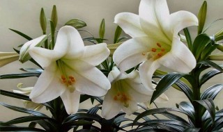 百合的养殖方法 百合的养殖方法和技巧